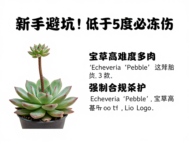 高难度品种一:宝草(Echeveria 'Pebble')的脆弱平衡