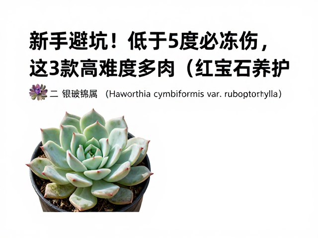 高难度品种二:银波锦属(Haworthia cymbiformis var. rubrophylla)的温差陷阱
