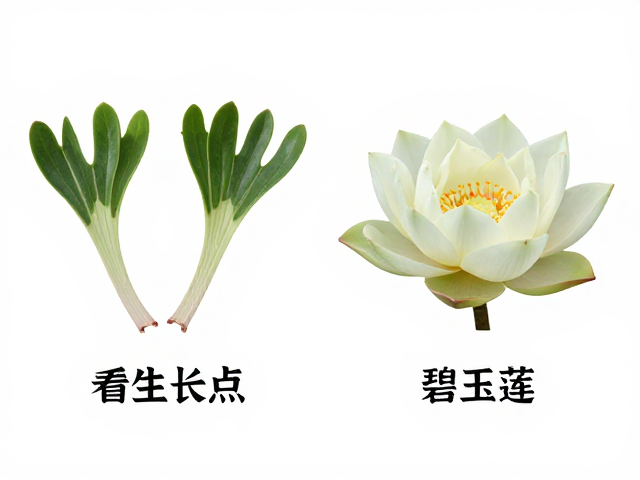 鹿角海棠与碧玉莲的形态特征差异