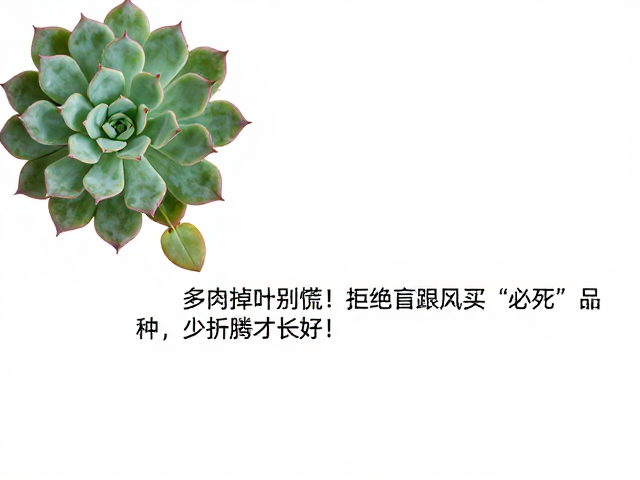 多肉掉叶别慌！拒绝盲目跟风买&ldquo;必死&rdquo;品种，少折腾才长好