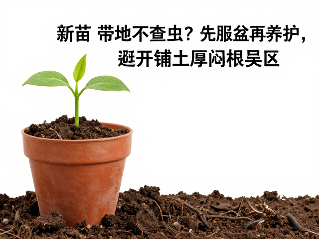 新苗带土不查虫？先服盆再养护，避开铺土厚闷根误区
