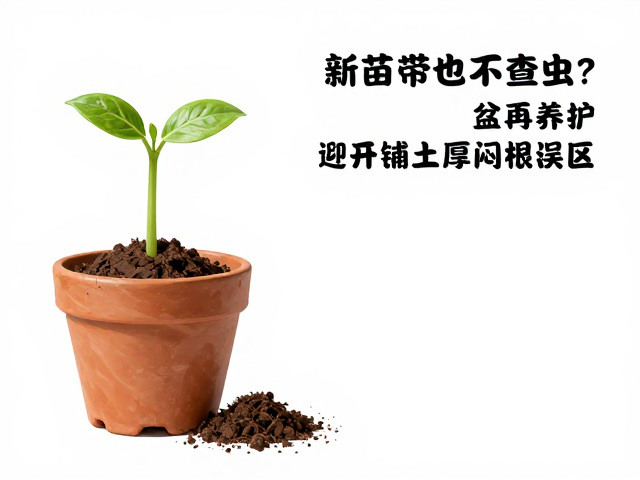 铺土厚度与闷根误区的规避
