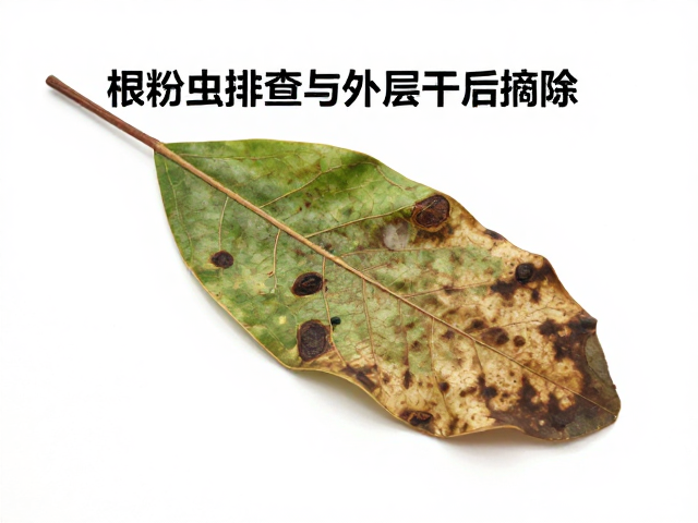 混养前的根系健康评估与隔离观察