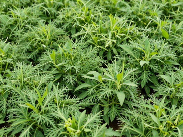 识别植株徒长与虫害的早期征象