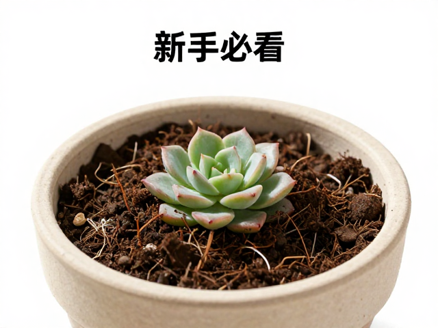 多肉上盆教程，浅盆配土避坑，告别频繁浇水，新手必看