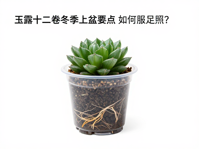 玉露十二卷冬季上盆要点，低温服盆慢，如何保证充足日照？