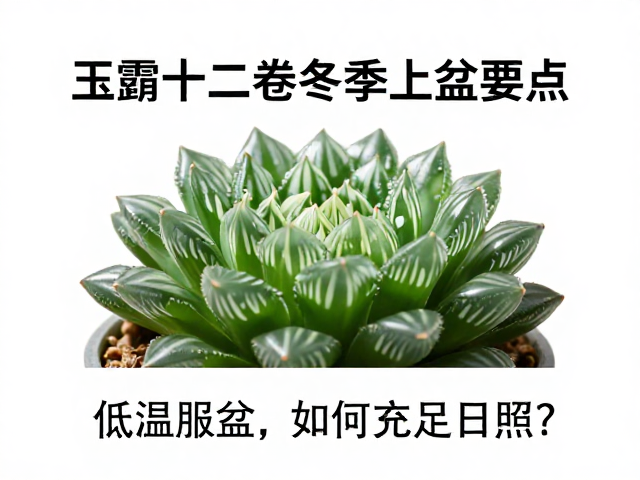 光照策略与温差管理