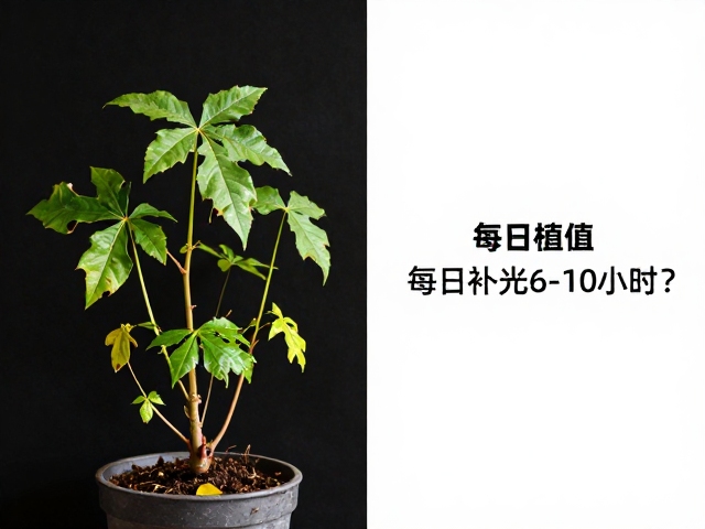 病弱植株的光照管理与避光策略
