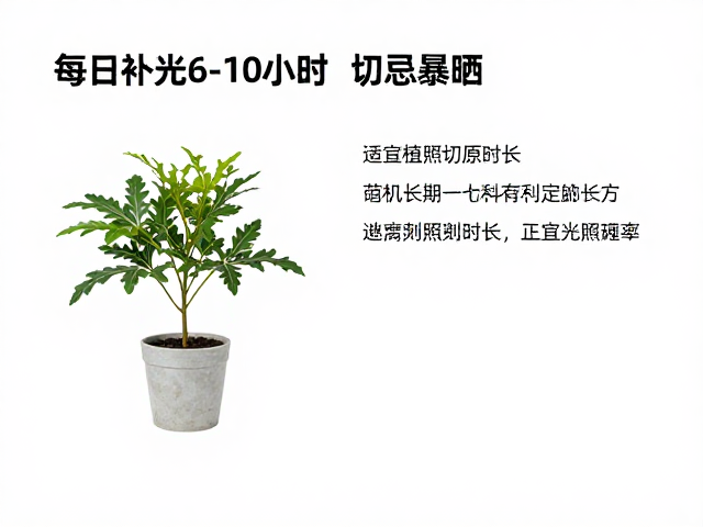 适宜光照时长的科学测定与调整