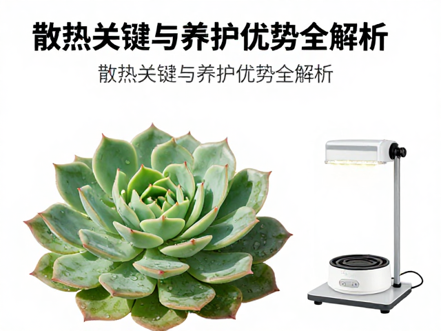 莲座型多肉冬季补光增温，散热关键与养护优势全解析