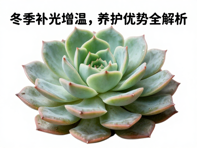 散热机制与通风防病的平衡