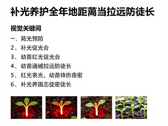 幼苗期光照距离控制与徒长预防