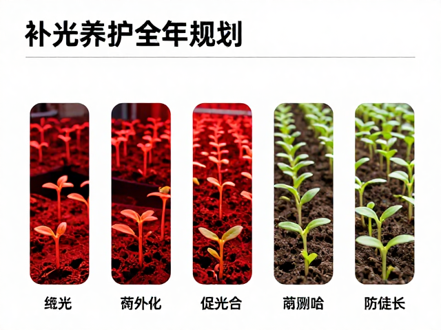 补光养护全年规划，红光促光合，幼苗适当拉远防徒长