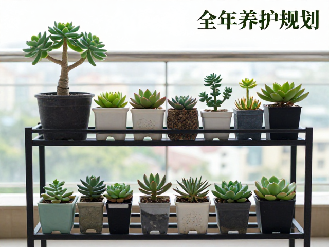 老桩造型与花架分层收纳指南