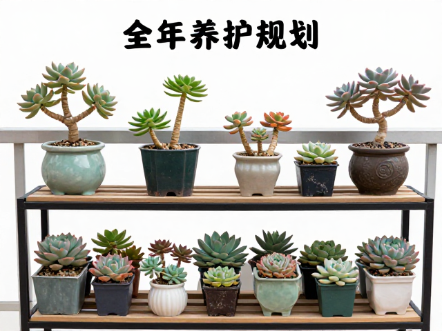 阳台多肉全年养护规划，老桩造型与花架分层收纳指南