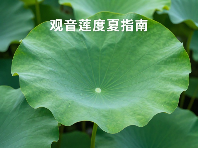 修剪与清洁:维持植株健康与美观