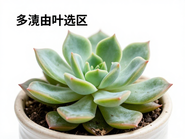 新手常见误区与长期养护要点