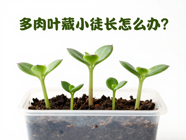 环境调控与后期养护秘籍
