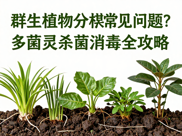 栽种环境与后期养护要点