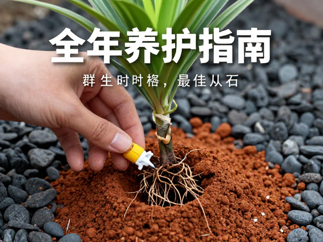 分株操作中的根系处理与消毒