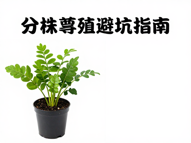 光照管理对幼苗形态的关键影响