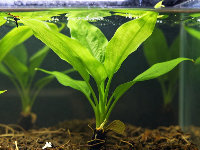 观察两周再混养，光照管理与内吸性药剂灌根防虫技巧