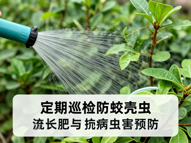 浇水施肥对植株抗逆性的基础支撑