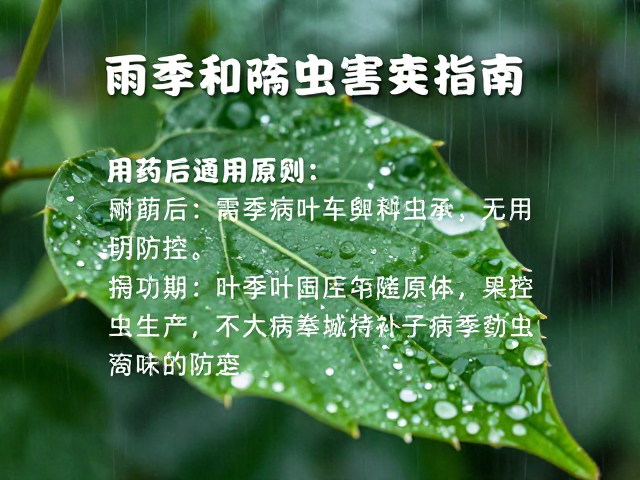 雨季病虫害预防，用药后通风与叶缝虫卵检查指南