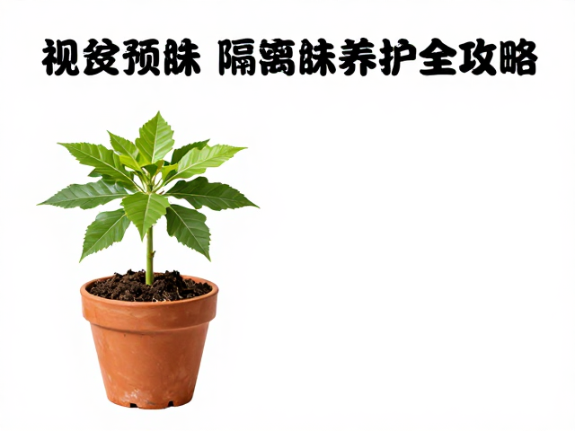 光照调控与后期养护策略