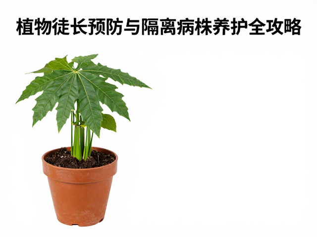 隔离病株的卫生管理与风险控制