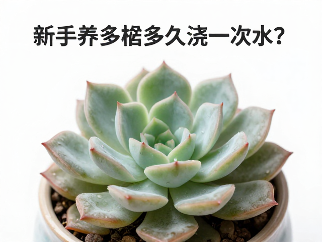 老桩价格贵吗
