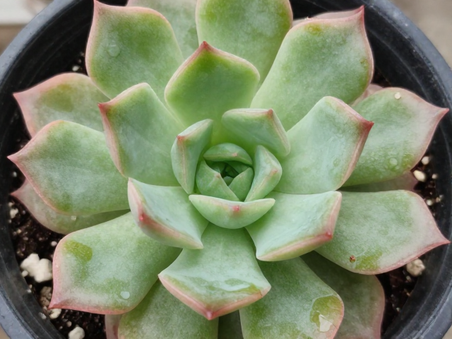 病虫害防治与日常养护