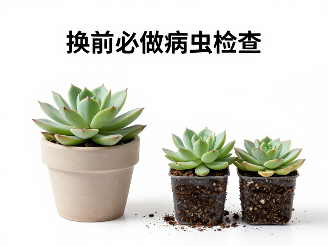 多肉换盆选多大？需晒太阳吗？换前必做病虫检查