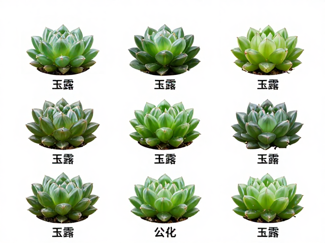 形态特征与养护环境的关联