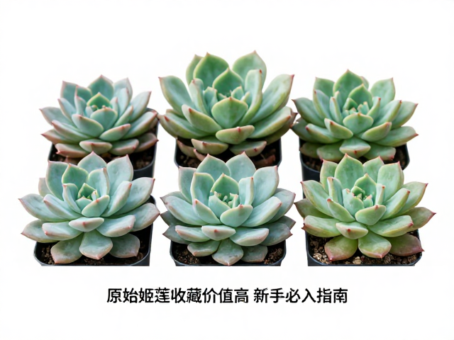 原始姬莲的独特魅力与鉴别