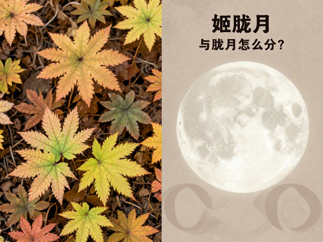 季节变化对叶片色彩与形态的影响