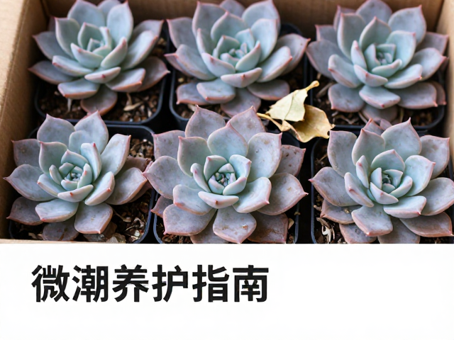 紫乐多肉开箱，清理枯叶步骤与微潮养护指南