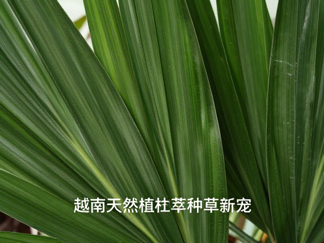 越南天然植萃社媒种草,热带植物原料护肤新宠