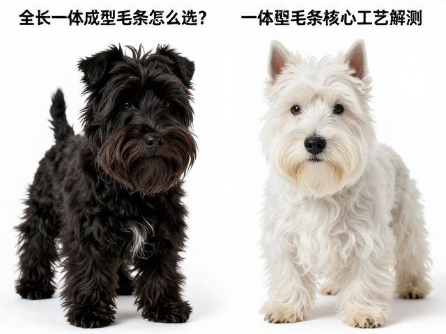 全长一体成型毛条怎么选？黑梗与透明梗深度对比评测