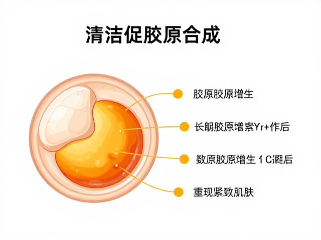 胶原合成的生理机制与时间周期