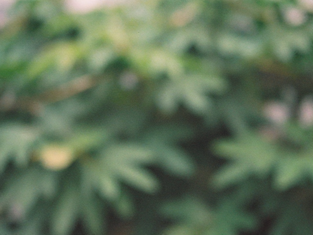 色彩与颗粒:胶片的物质特性与后期还原