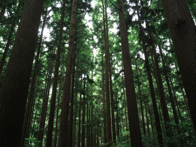 突破题材瓶颈:Wood效应重塑森林光影逻辑