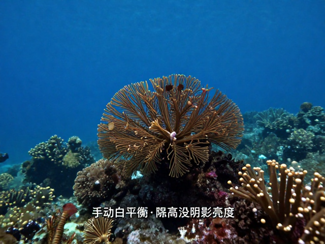 基于准确白平衡的阴影提亮与细节还原