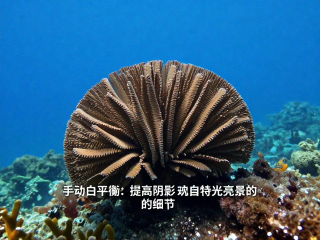 水下拍摄调色指南,手动白平衡提高阴影亮度,还原海底景物细节