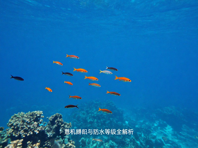热带鱼群跟拍的光影捕捉与构图逻辑