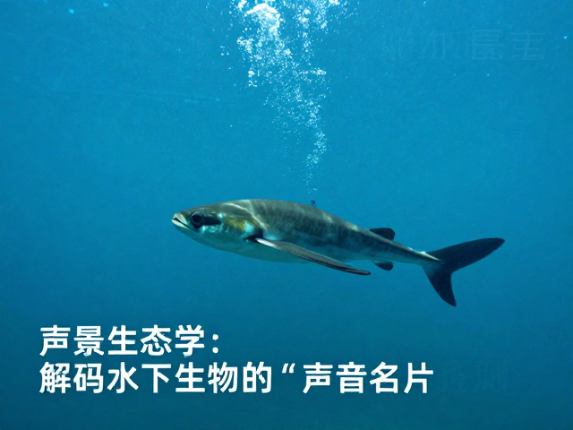 声景生态学：解码水下生物的&ldquo;声音名片&rdquo;