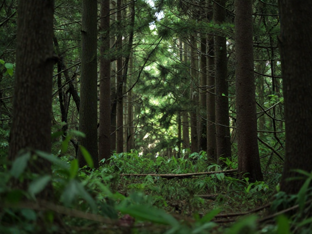 一键去除:智能算法重构纯净背景