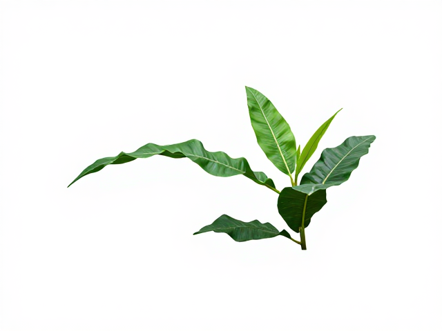 森林深处的色彩还原
