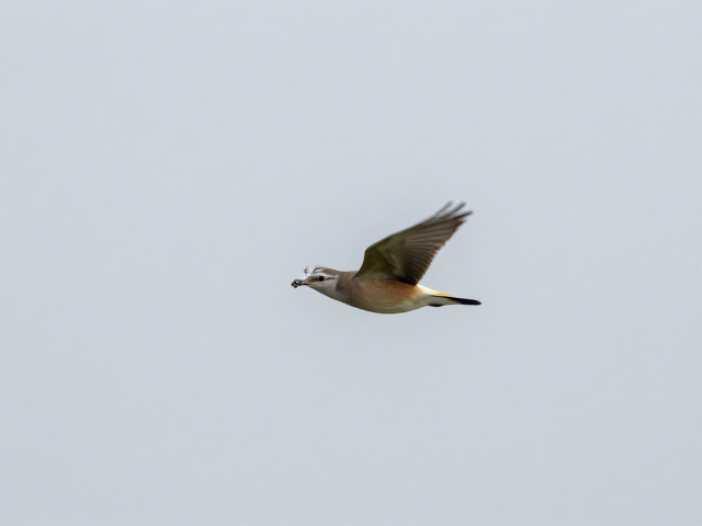 无痕迹拍摄:尊重与隐蔽的艺术