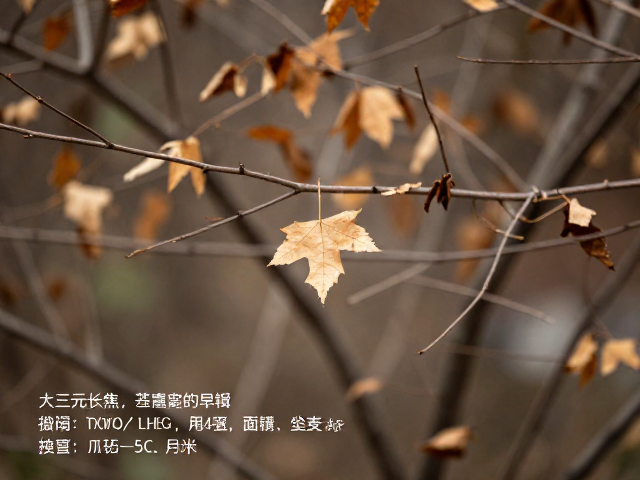 枝叶虚化与主体分离的控制逻辑